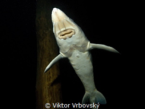 Sturgeon by Viktor Vrbovský 